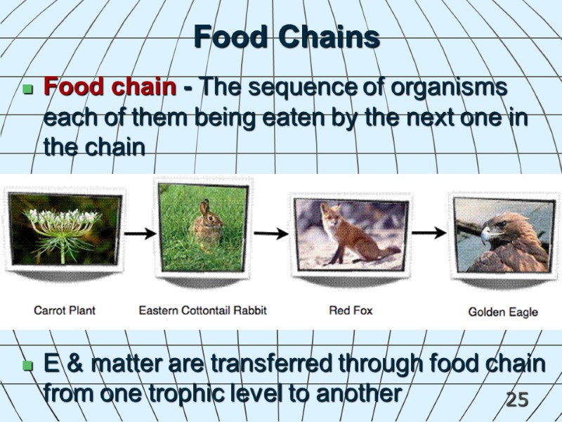 25 Food Chains Food chain - The sequence of organisms each of them being